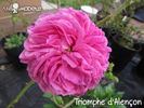 Triomphe d'Alençon rose photo