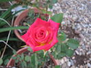 Wanderlust rose photo