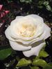 Opulence rose photo