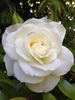 Moondance rose photo