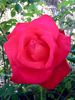Mikado ™ rose photo