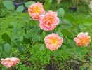Field Roebuck rose photo