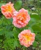 Field Roebuck rose photo