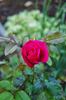 Poinsettia rose photo