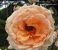 Marjolaine ® rose photo