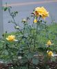 Madame Marie Curie rose photo