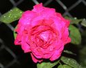 Richmond, Cl. rose photo