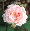Break o' Day rose photo