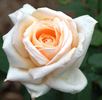 Ivory Tower rose photo