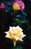 Sunsilk rose photo