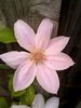 Chantilly clematis photo