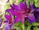 Fleuri™ clematis photo