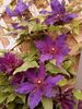 Fleuri™ clematis photo