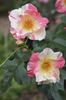 Citrus Burst ™ rose photo