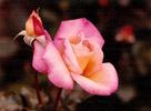 Chilvary rose photo