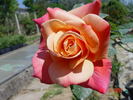 Pink Frost rose photo