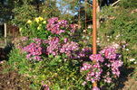 CHEwsinger rose photo