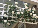 Jeanne d'Arc rose photo