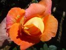 Outrageous ™ rose photo