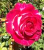 Dina Gee rose photo