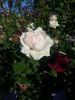 Geschwister Scholl rose photo