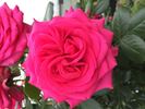 Maritim rose photo
