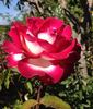 Dina Gee rose photo