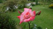 Big Apple ® (hybrid tea, J rose photo