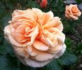 Prairie Sunrise rose photo