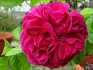 Maurice Lepelletier rose photo