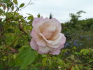 Madame Scipion Cochet rose photo