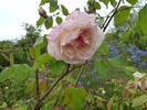 Madame Scipion Cochet rose photo