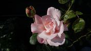 Big Apple ® (hybrid tea, J rose photo