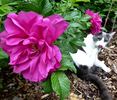 Moje Hammarberg rose photo