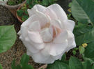 Dona Martin rose photo