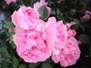 L'Autre Rose rose photo