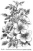 Rosa pissartii Carr. Synonym rose photo