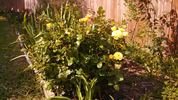 Walking On Sunshine rose photo