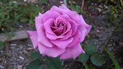Blue Suede Shoes rose photo