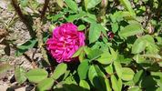 Deuil de Paul Fontaine rose photo