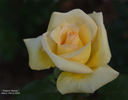 Elegant Beauty rose photo