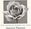 Imperial Potentate rose photo