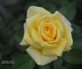 Welcome Home rose photo