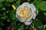 Ludlow Castle rose photo