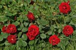Humanity rose photo