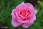 Great Scott rose photo