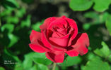 Big Red rose photo