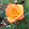 Dee Bennett ™ rose photo