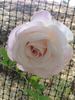 Dona Martin rose photo