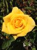 Shining Hour ™ rose photo